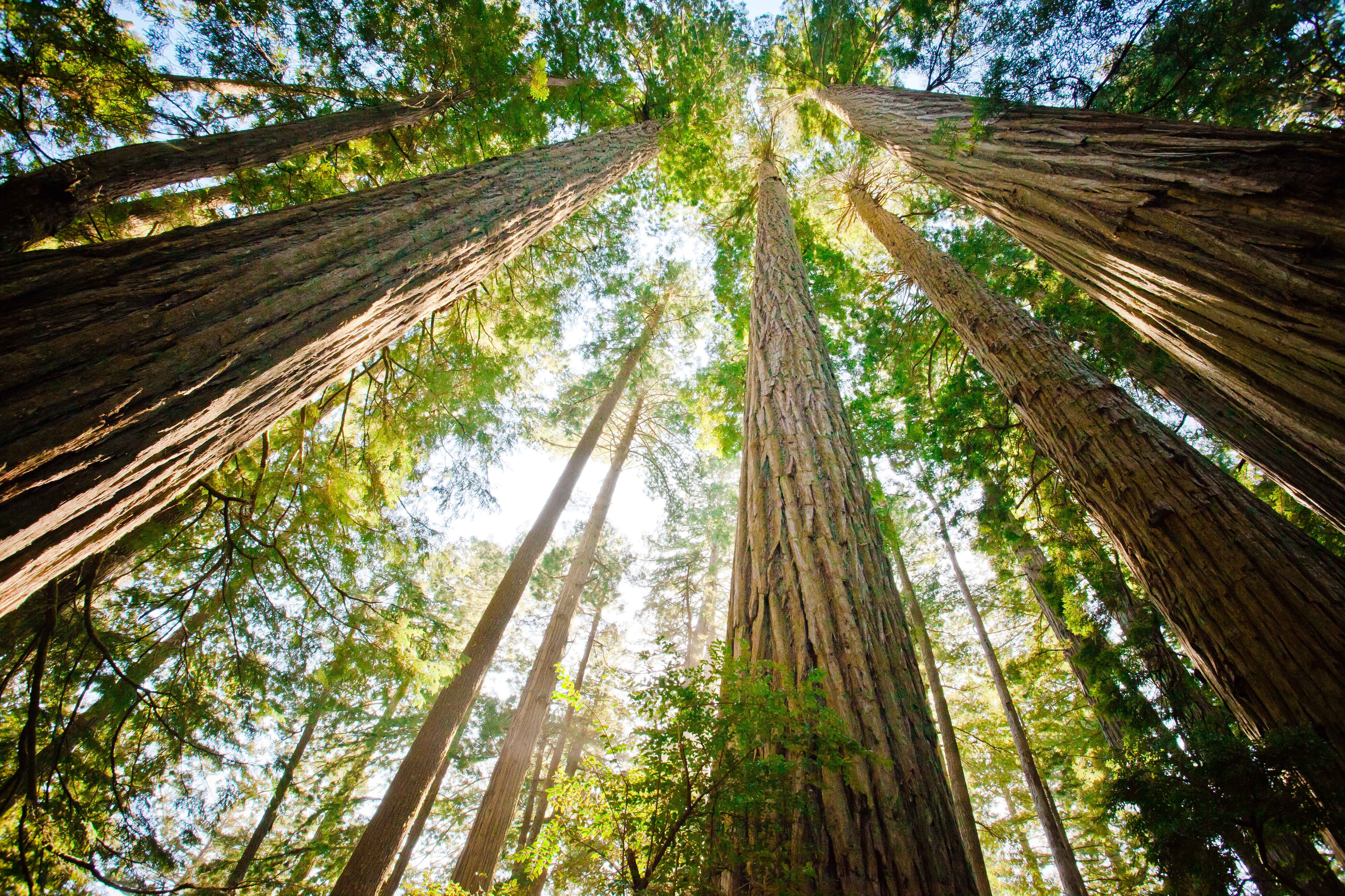 Should I Scale or Should I Grow? SAP Concur Solutions Can Help You Do Both